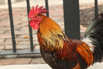 a large red rooster outdoors