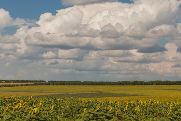 Clouds over a field with a sunflower.