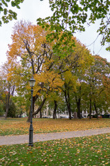 Naklejka premium gray day in the colorful autumn park