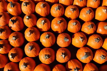 Top view of small pumpkins