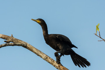 cormoran