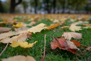 autumn leaves on the lawn