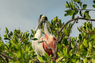 espatula rosada © alfredo914