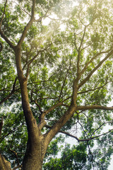The green trees top in forest