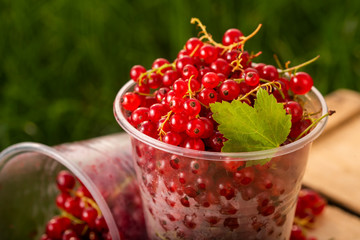 Red currant close-up in a plastic glass on a table in the garden