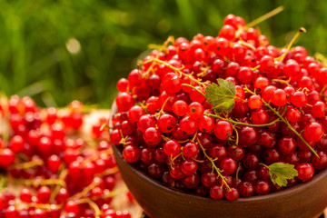 Red currant berries close-up on a table in the garden
