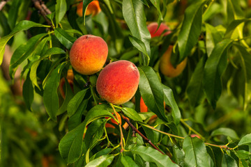ripe peaches on the branches of a tree