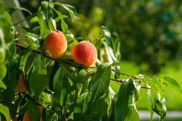 ripe peaches on the branches of a tree