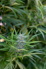 View of a marijuana bud and its leaves.