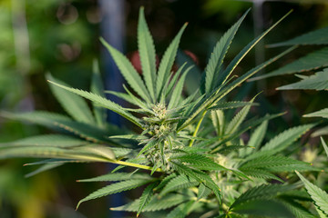Naklejka na ściany i meble A marijuana bud with sun leaves soaking up the sun.