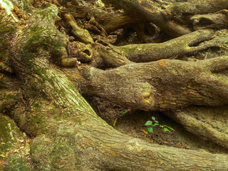 large bare roots of an old tree