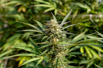 View of a bud of a massive cannabis plant at an outdoor recreational grow operation.