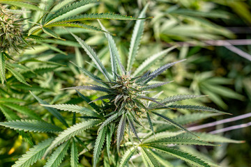 A cannabis plant on a sunny afternoon near harvest time.