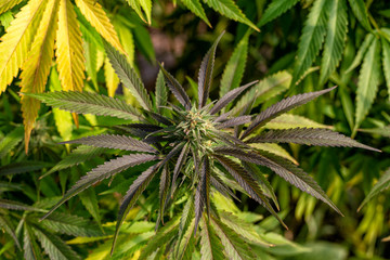 A near ripe marijauana bud surrounded by purple, green and yellow leaves.