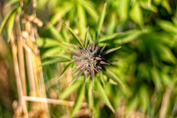 Looking down at a purple marijuana bud at an outdoor grow operation.