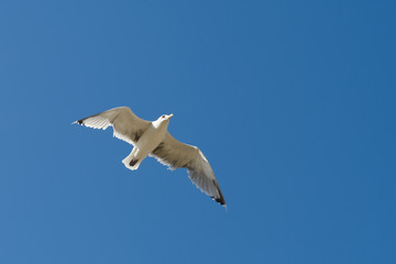 Caspian gull Larus cachinnans flying in the middle of the blue sky