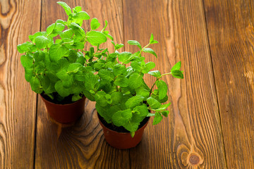fresh mint on the table in peat pots, closeup shot