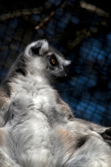 ring tailed lemur