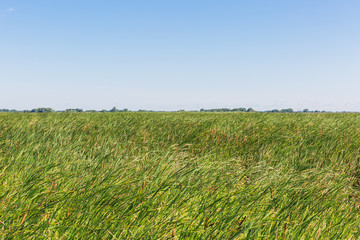Obraz premium common reed with blue sky background in a sunny and windy summer vacation day