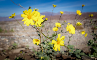 Sunflowers at Death Valley
