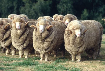 Photo sur Aluminium Moutons Stud Merino ram at at a farm in Australia.sheep