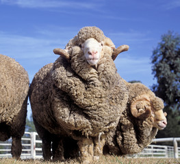 Fototapeta premium Stadnina barana merynosów na farmie w Australii. Owca