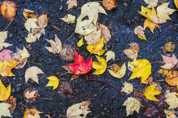 Colourful maple leaves fallen on the ground with a red leaf at the centre of the leave pile