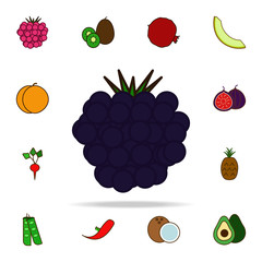 blackberry colored icon. fruit icons universal set for web and mobile