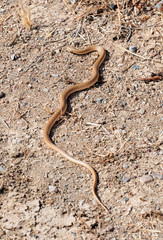 Deadly Australian  taipan snake.