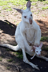 Naklejka na ściany i meble albino Western grey kangaroo