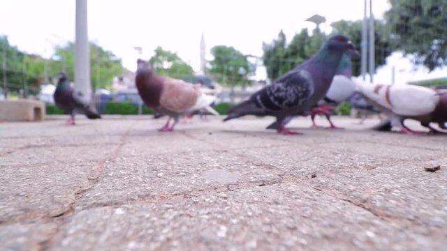 A flock of pigeons pecking and hunting for crumbs in the park