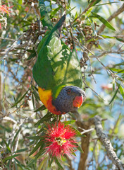  rainbow lorikeets on bottle brush tree.