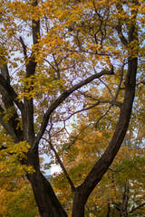 autumn park