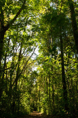 Obraz premium Caminho pela floresta