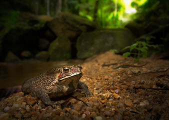 Wild Asian common toad (Duttaphrynus melanostictus)
