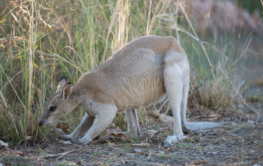 agile wallaby in north Queensland, Australia.