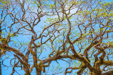 branches of a tree with a blue sky background