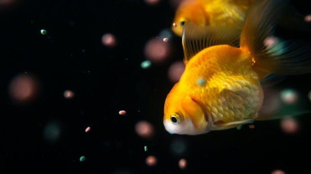 Goldfish and fish feed in black background