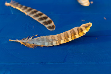 pheasant feathers on a green background