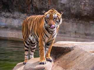 Fototapeta na wymiar Tiger is standing on the rocks.