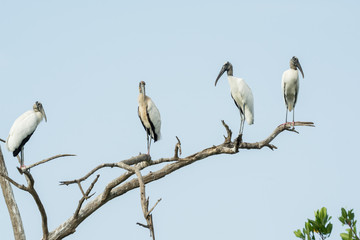cig&uuml;e&ntilde;a americana