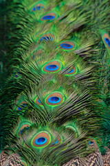 Obraz premium Beautiful peacock feathers for the background.