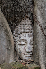 The Buddha is in the wood root..