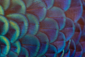 Beautiful peacock feathers for the background. © chamnan phanthong
