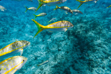 Fototapeta na wymiar Group of Yellowtail Snappers fish underwater. Selective focus