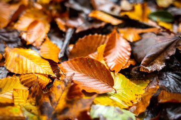 Beautiful autumn leafs on the ground in the park