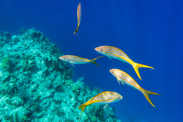 Fototapeta na wymiar Yellowtail Snappers fish on the coral reef edge. Selective focus