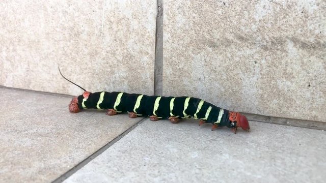 Frangipani Caterpillar, Giant Gray Sphinx Moth Crawling on a Tiled Floor