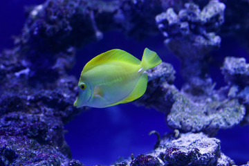 Fototapeta na wymiar Many beautiful colored yellow fish in the water. Underwater world