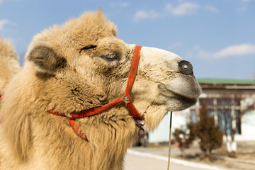 camel